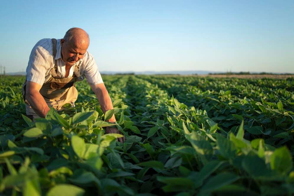 agroindústria